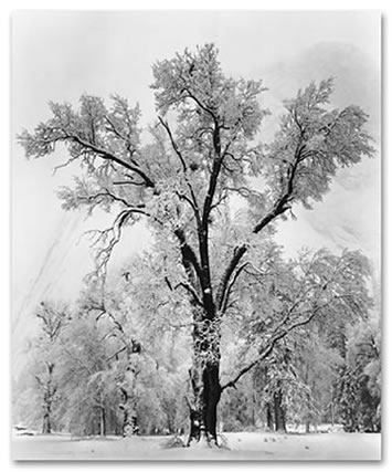 Oak Tree_Snowstorm