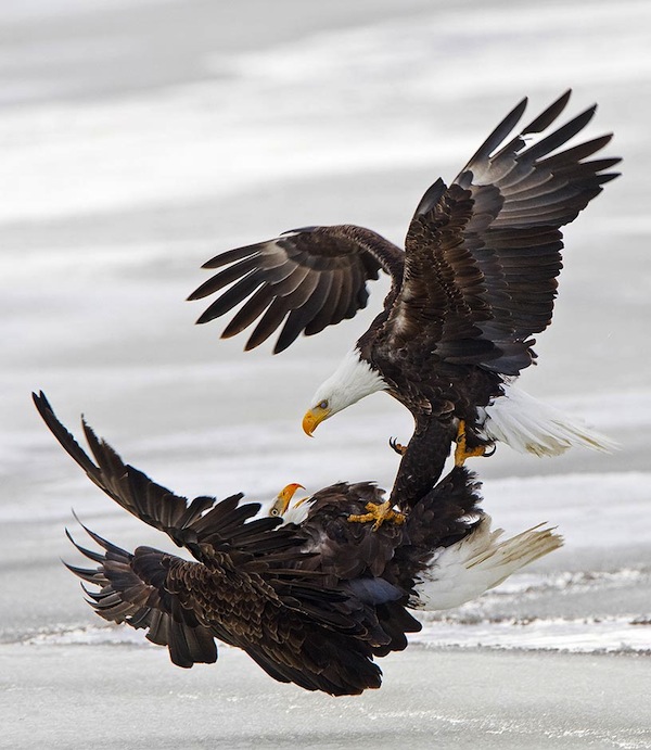 Bald Eagle, Farmington Bay, Utah, USA